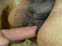 man mare sex